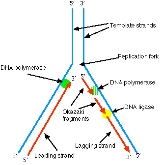 Replication Fork