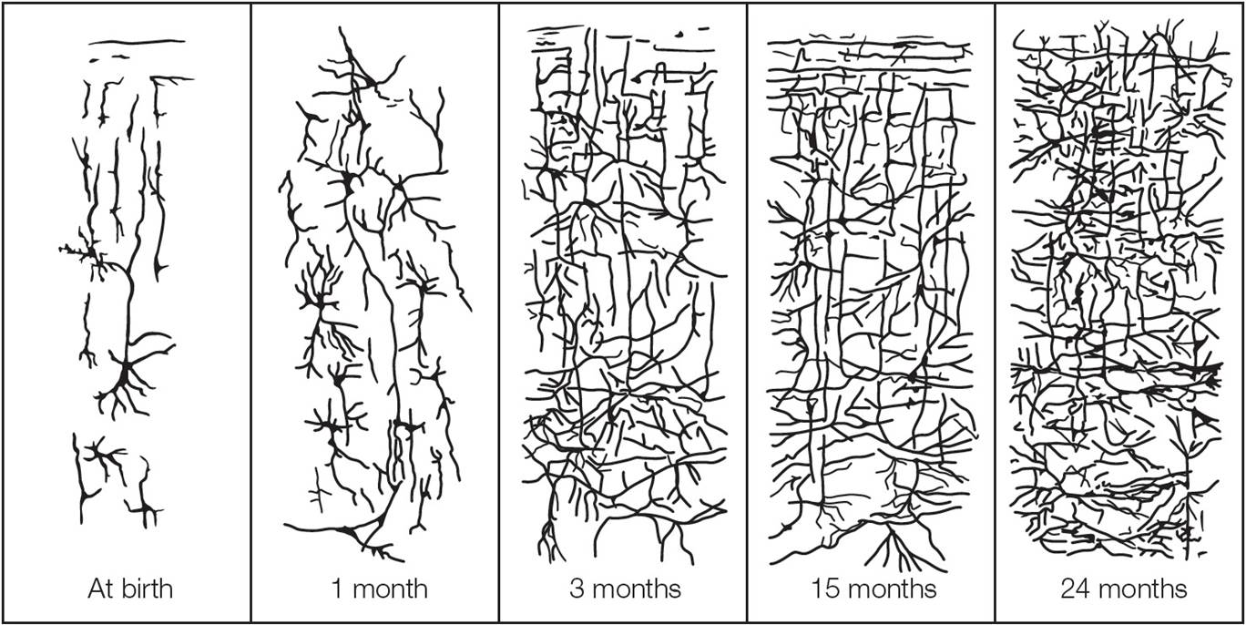 Changes in Synaptic Density From Birth to Age 2  Synaptic connections increase throughout the first 