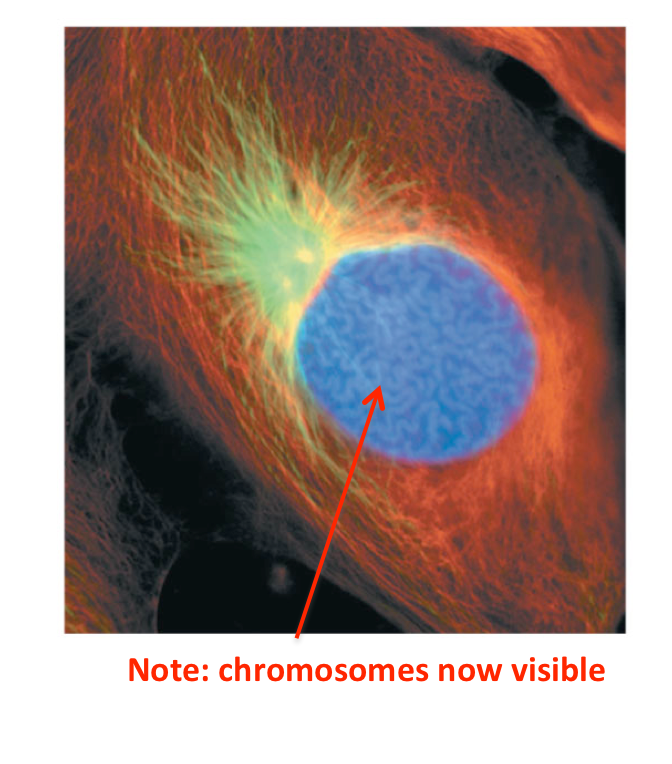 Prophase