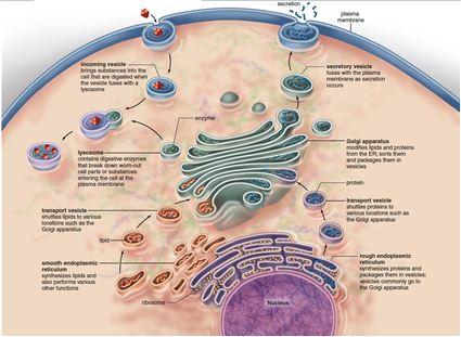 Endomembrane system