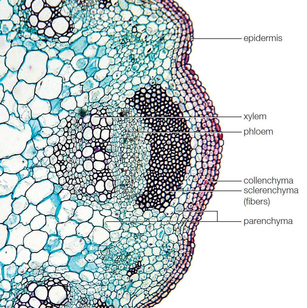 Locations of tissues in the stem of  a sunflower (Helianthus).