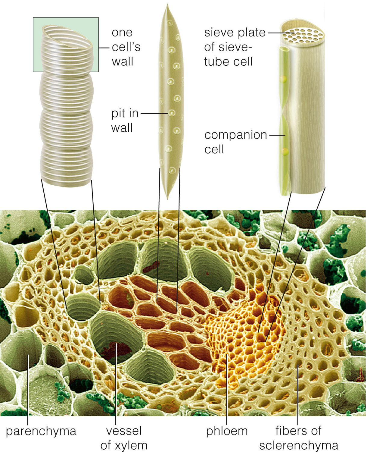 Vascular tissues