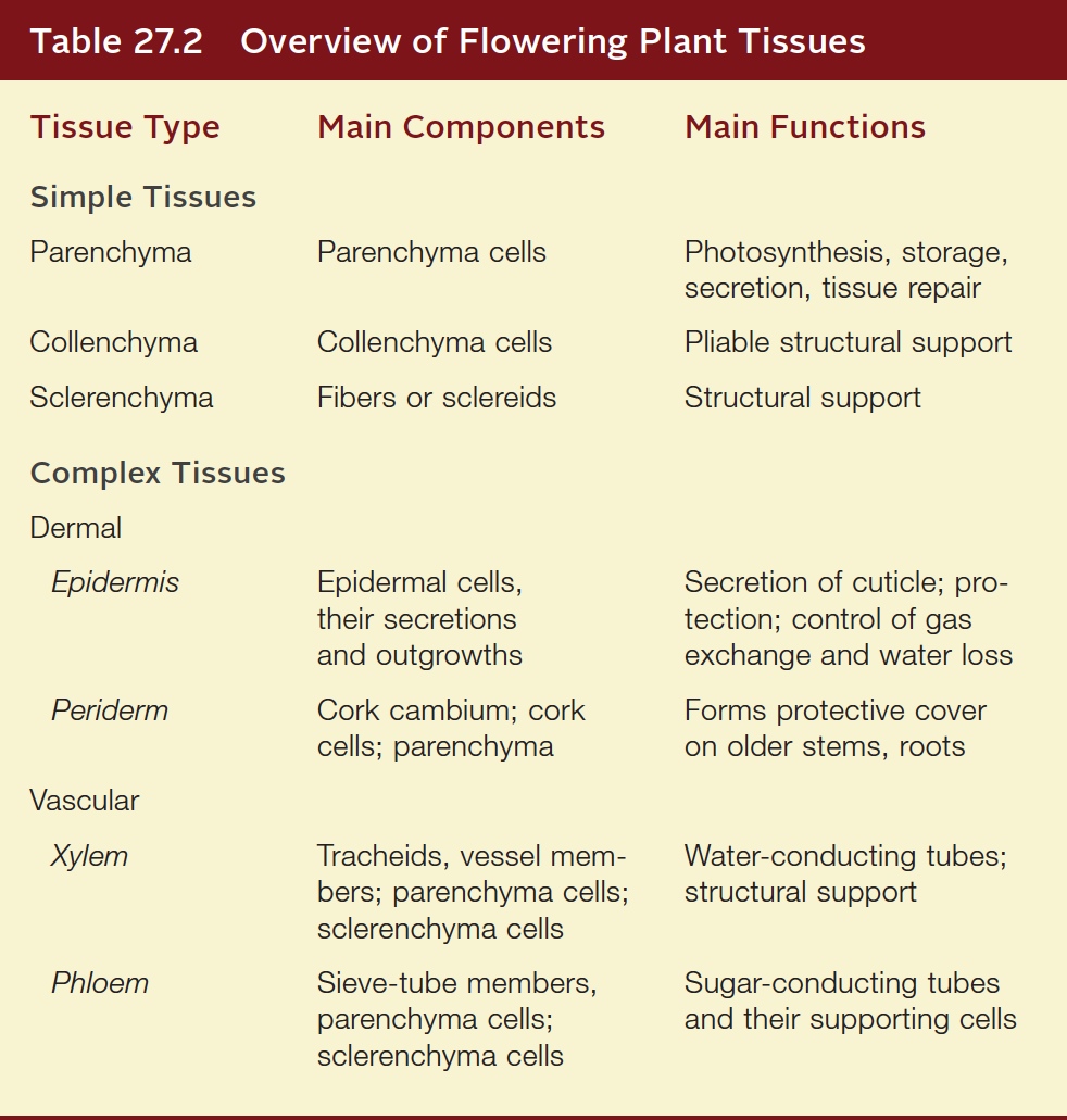 Overview of Flowering Plant Tissues