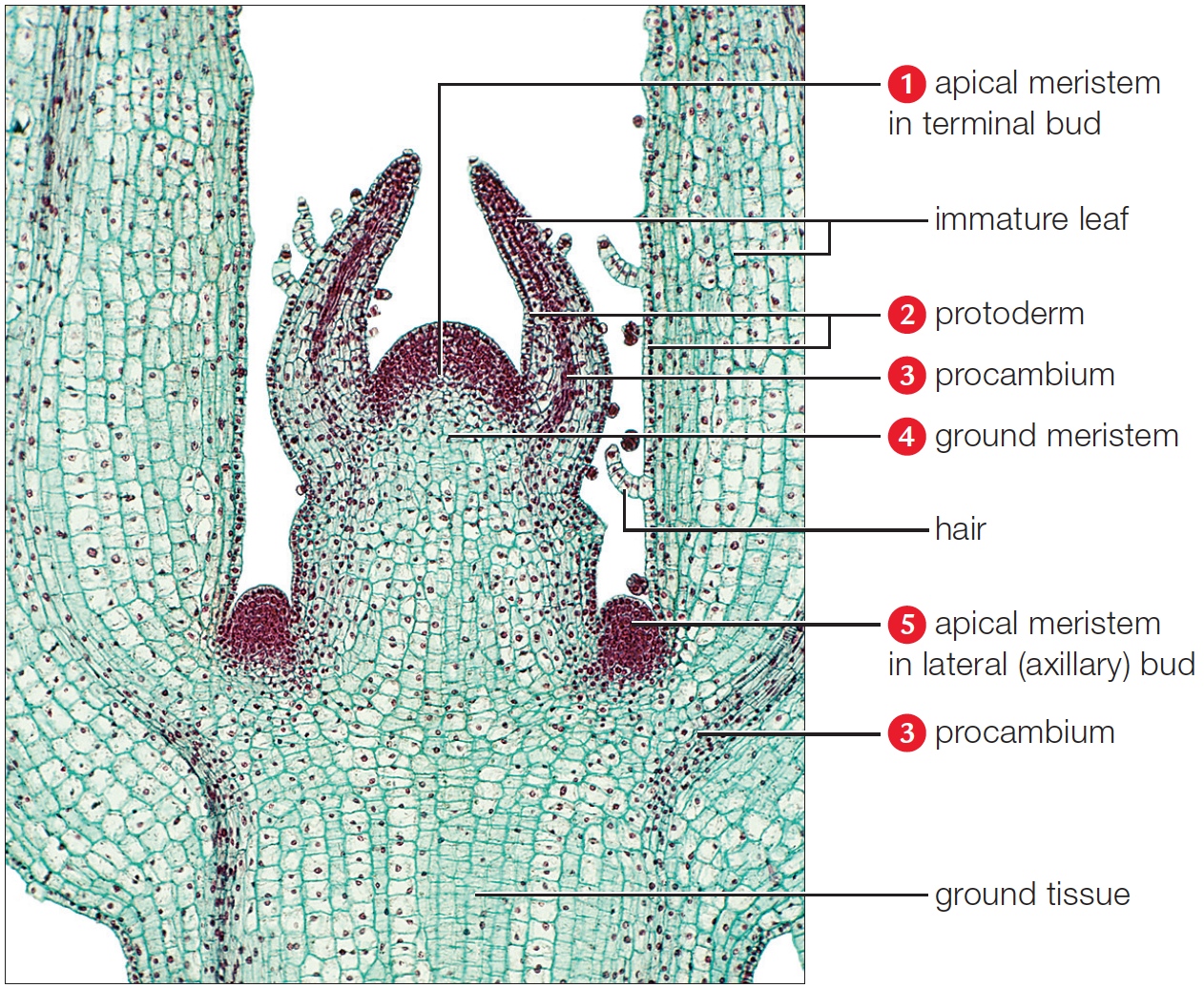 A longitudinal cut through the center of a shoot top of Coleus, a eudicot