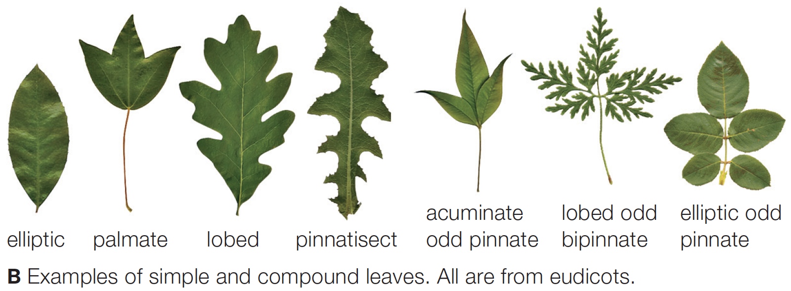 Simple and Compound Leaves