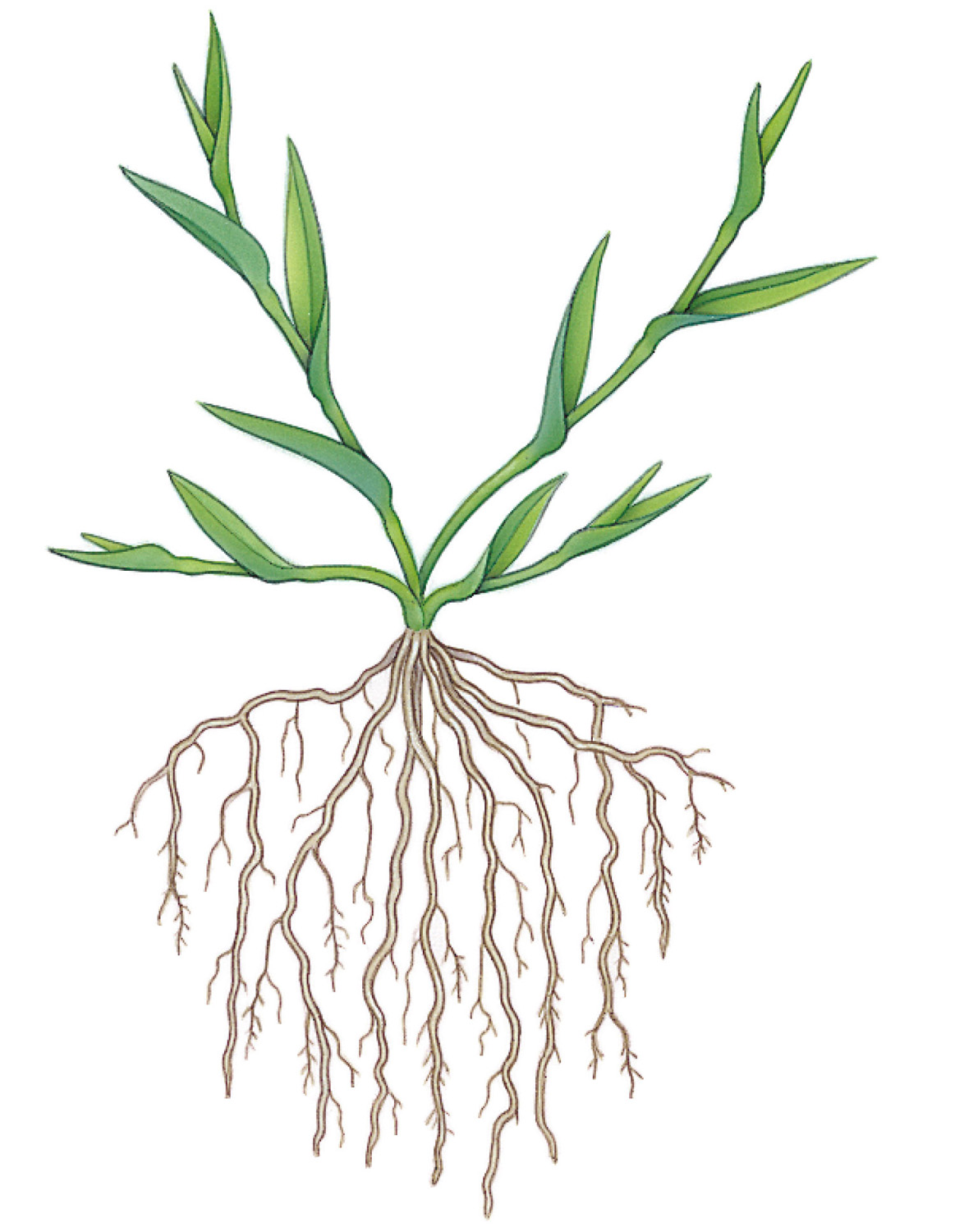 A fibrous root system has similar-sized adventitious roots that branch from the stem