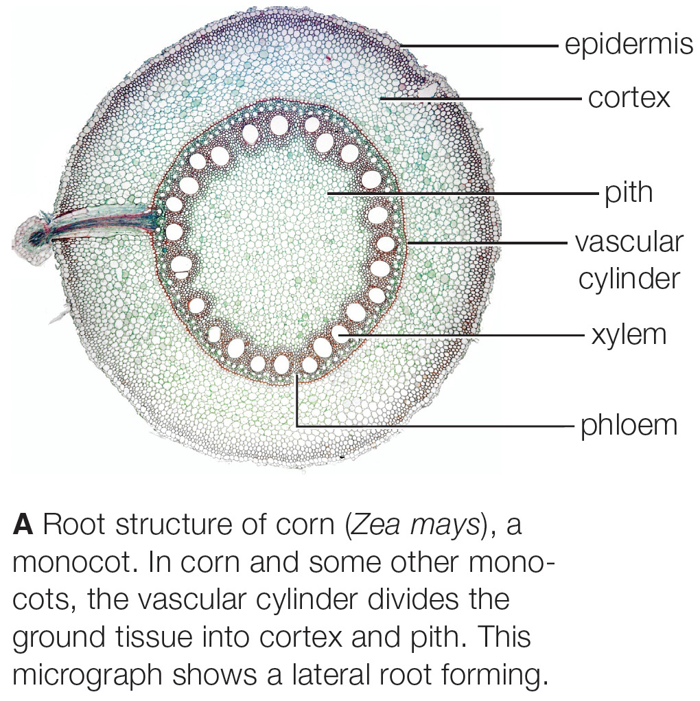 Structure of roots