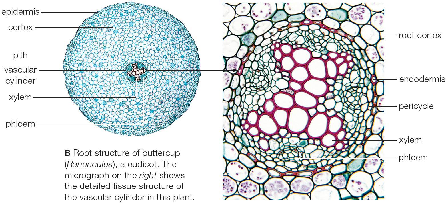 Structure of roots