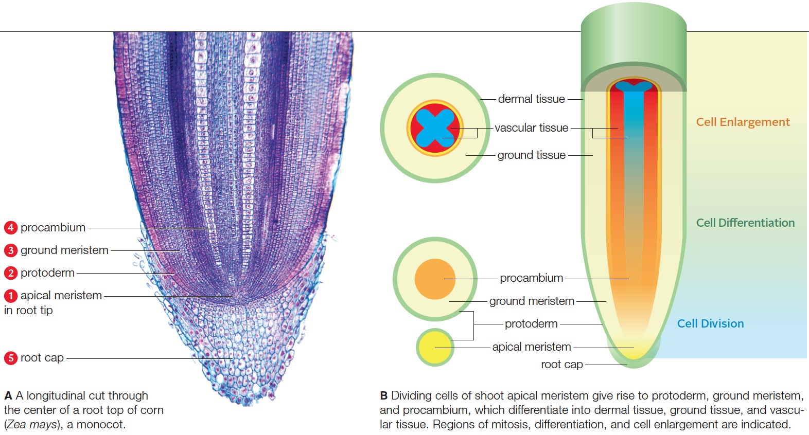 Primary growth in a root