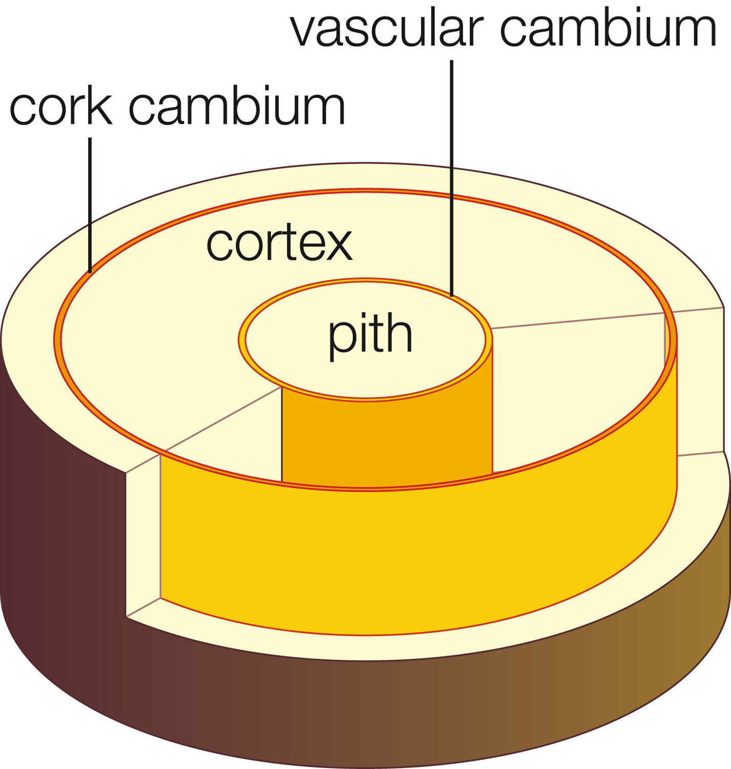 Secondary growth