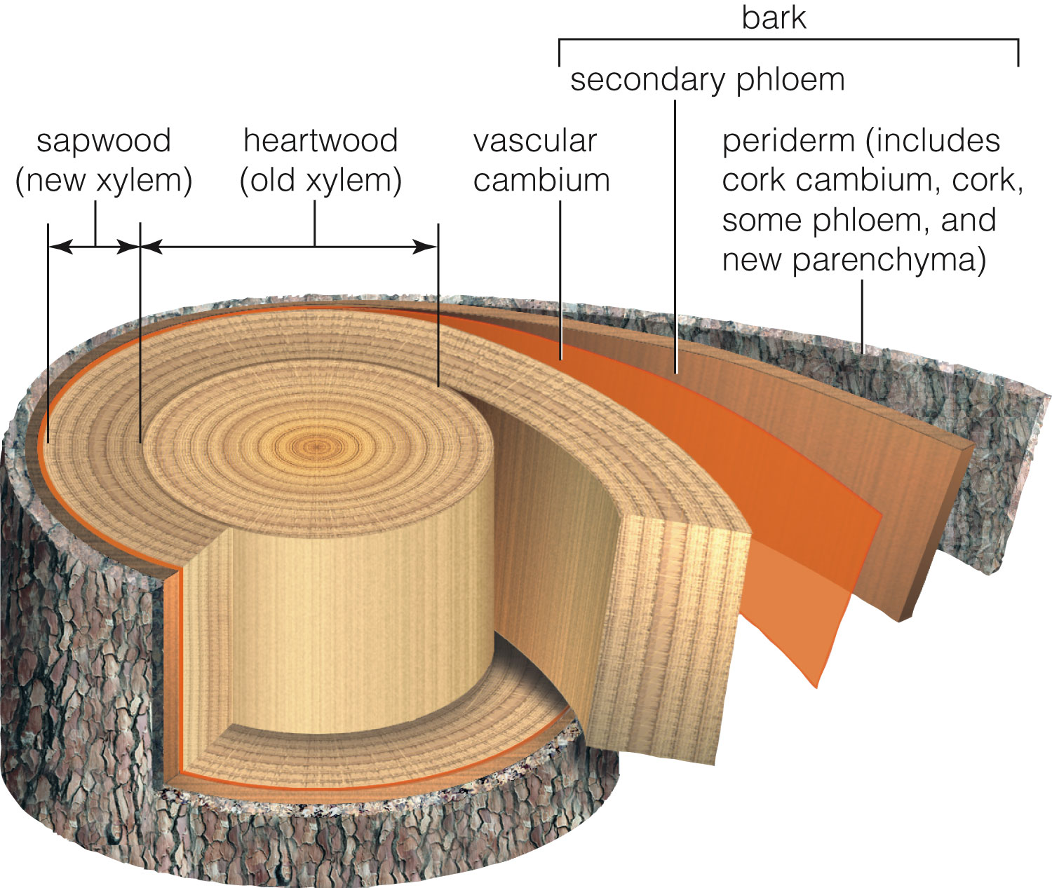 Structure of a woody stem