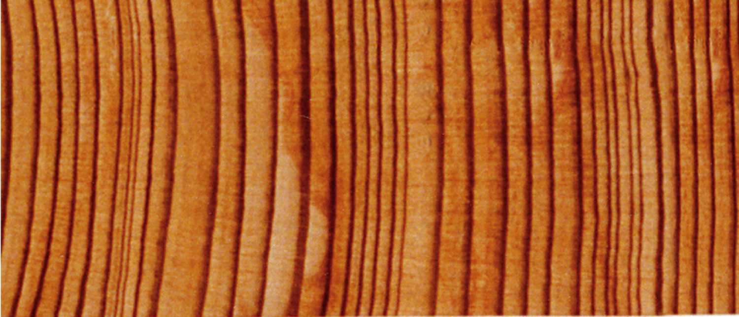 Tree Rings: Cypress