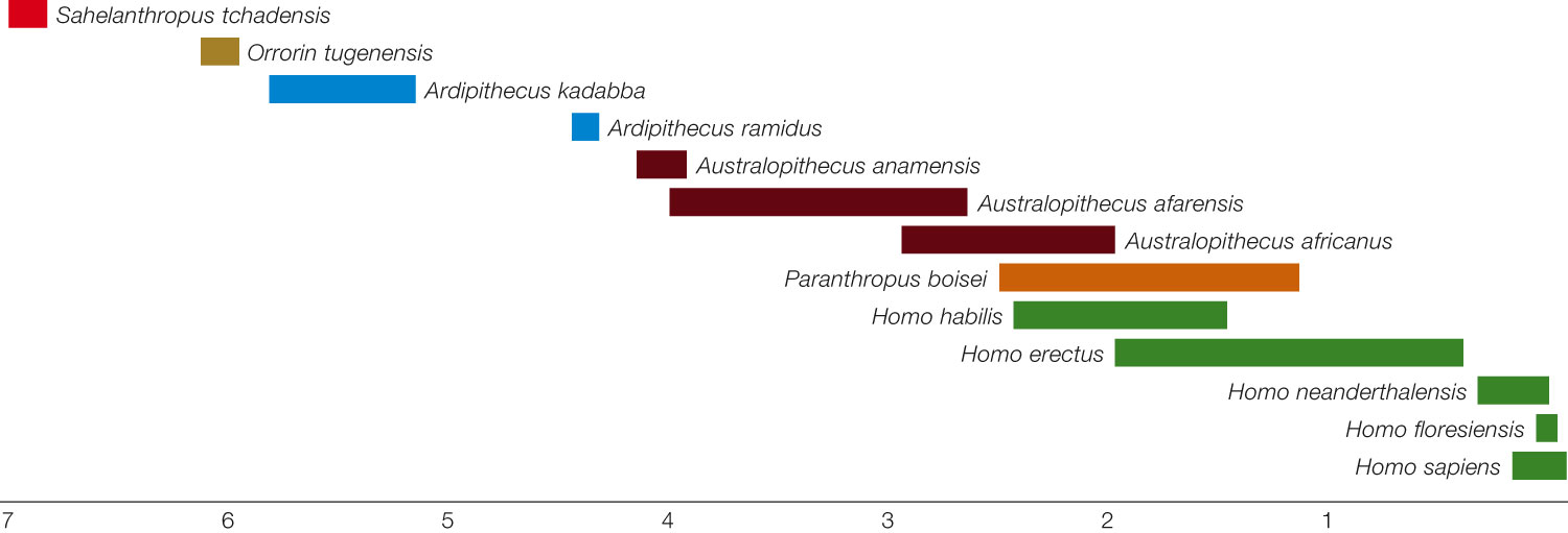 The Hominins