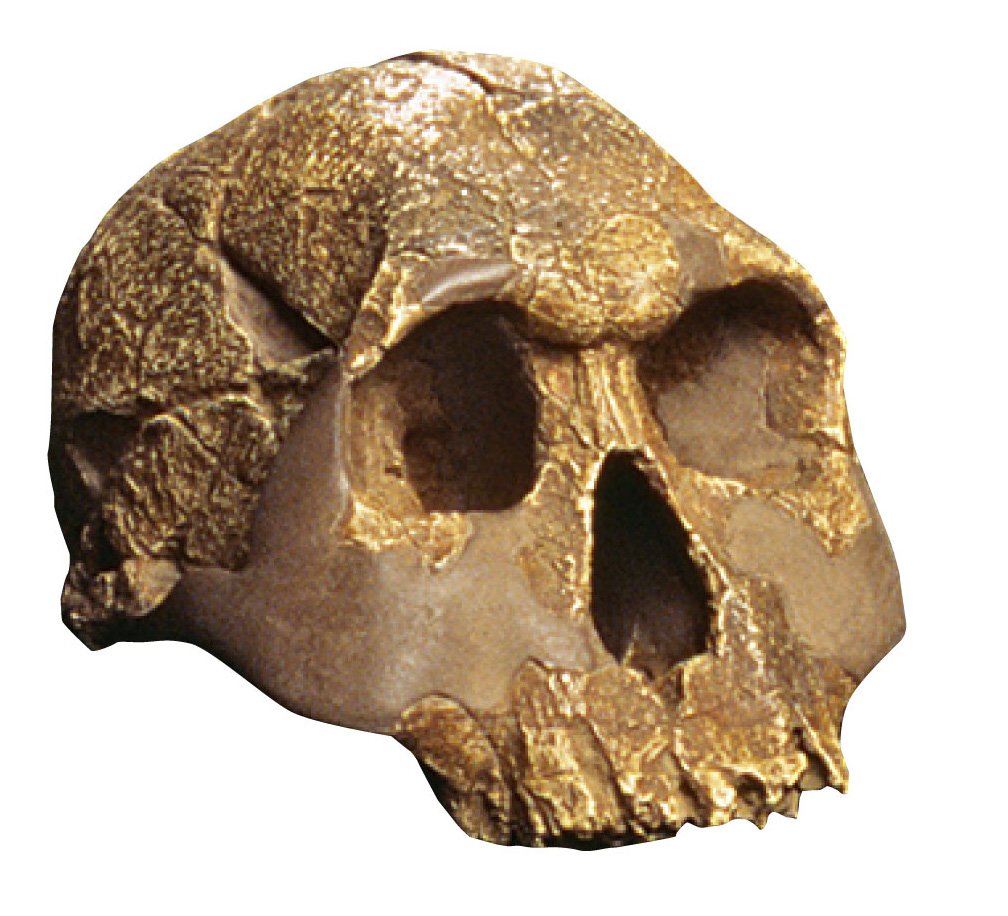 Homo habilis skull