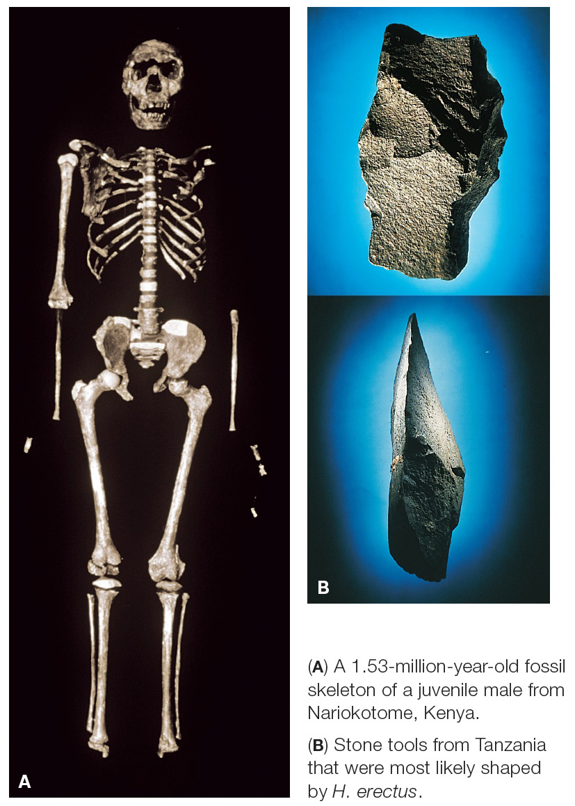 Homo erectus and Stone Tools