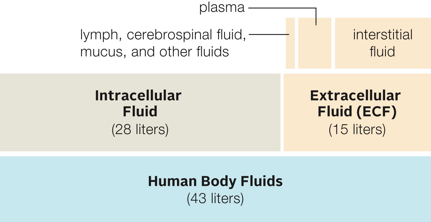 Distribution of Fluids in a Human Body