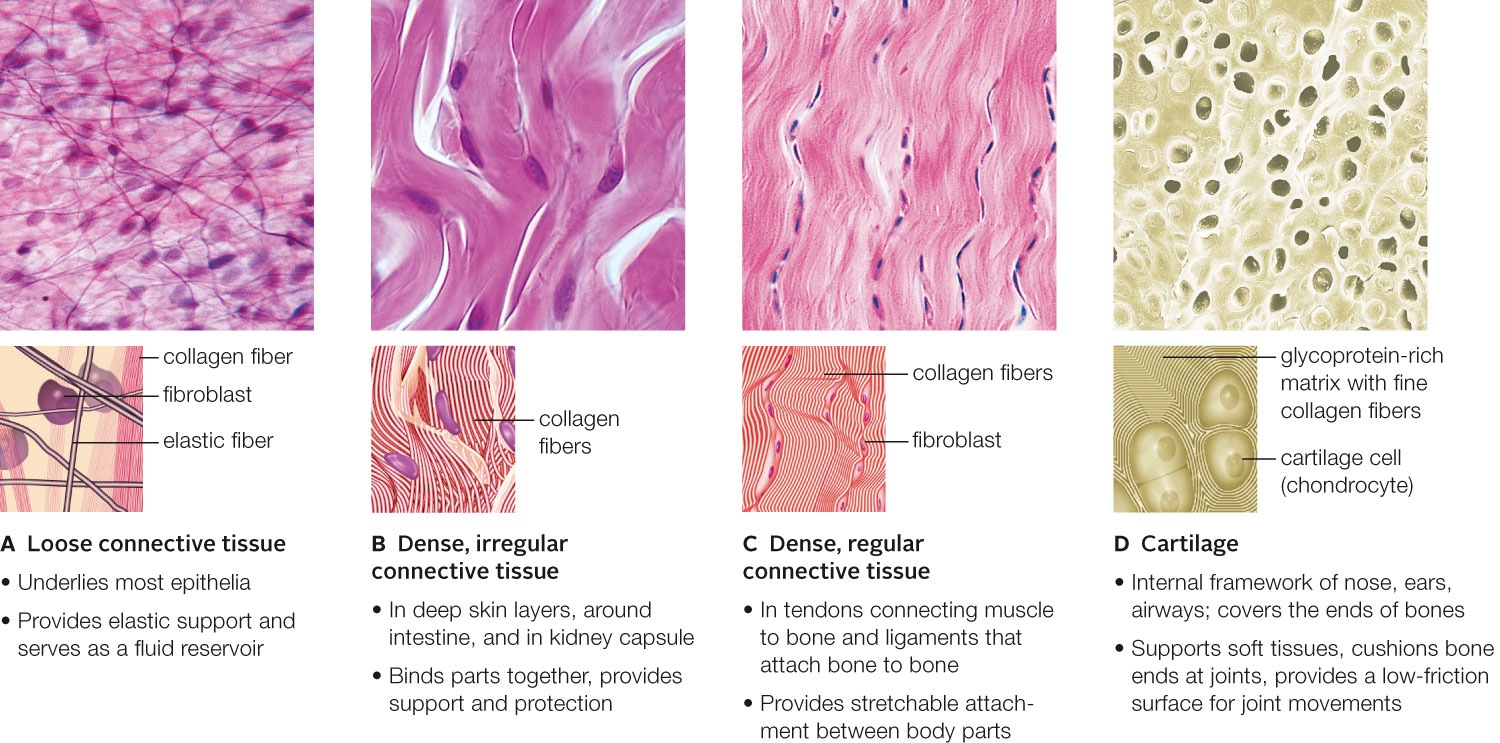 Loose Connective Tissue