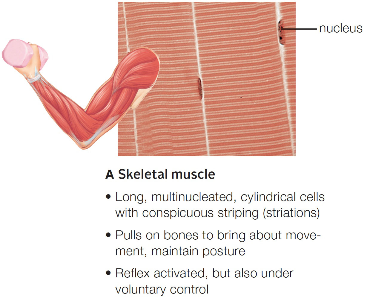 Skeletal muscle