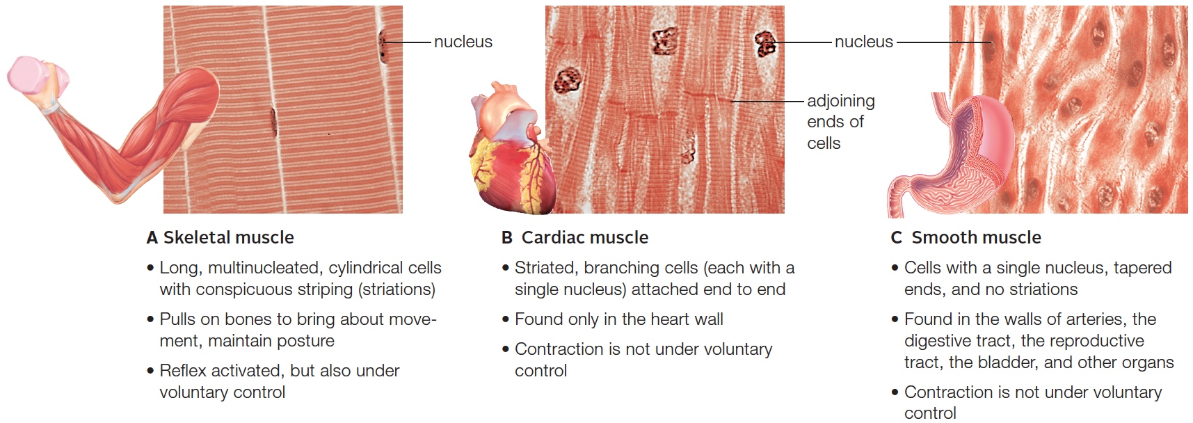 Three types of muscle tissue