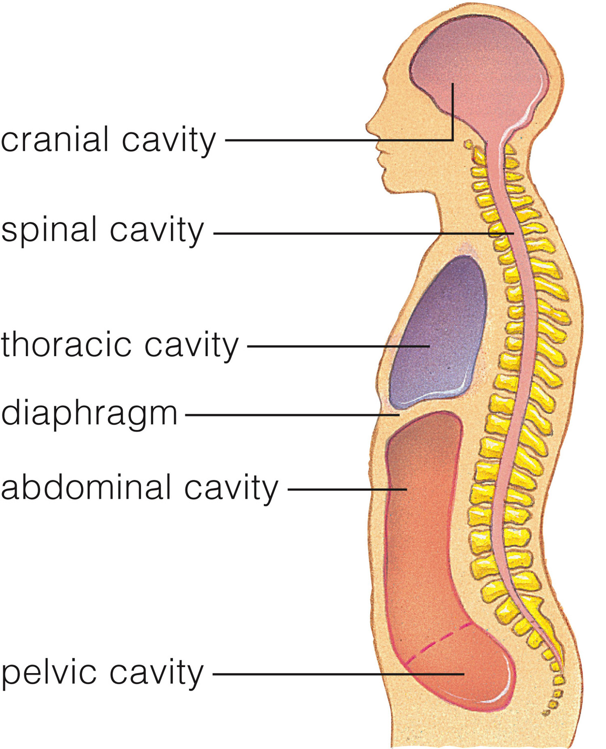 Main body cavities that hold human organs