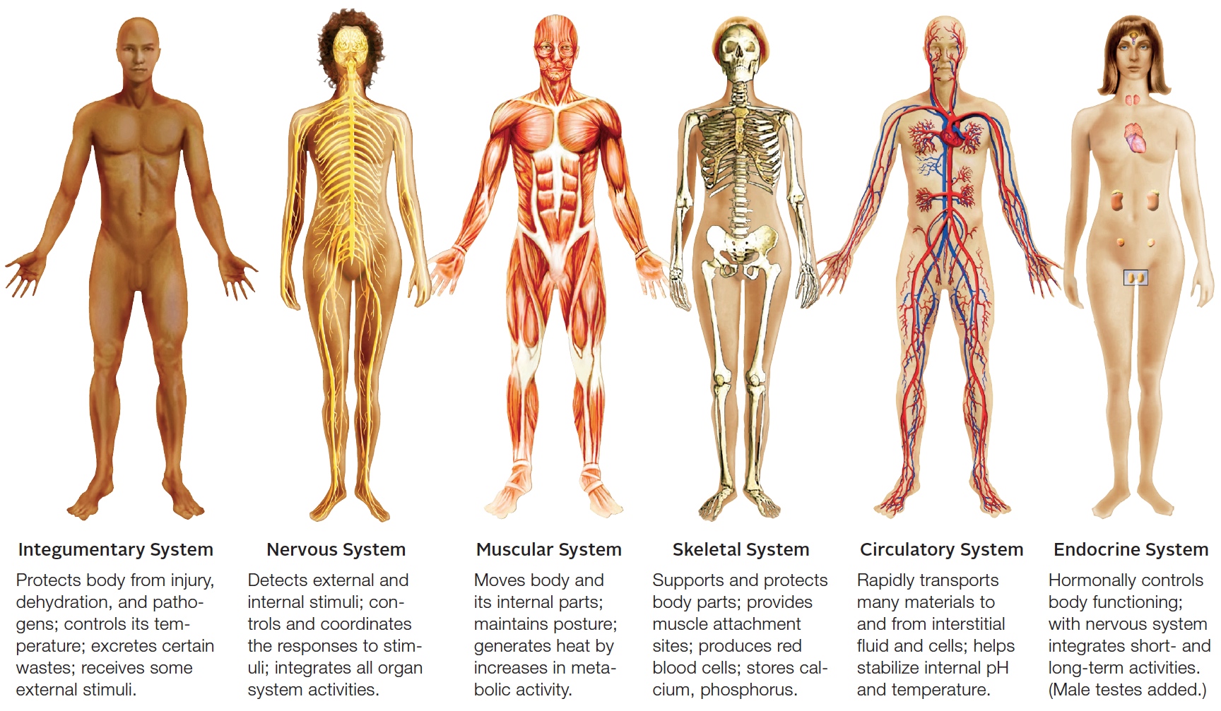 All human organ systems and their functions (Part 1)