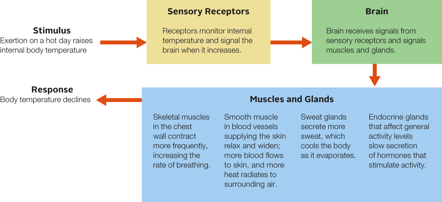 Negative Feedback and Temperature Control