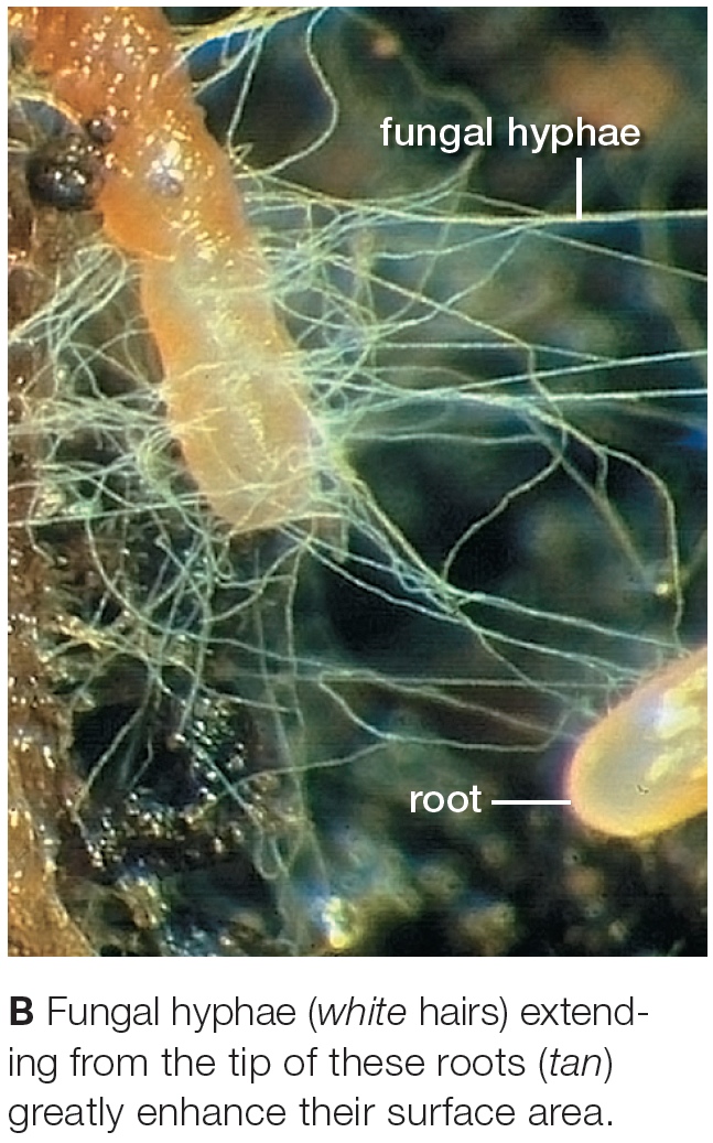 Mycorrhizae