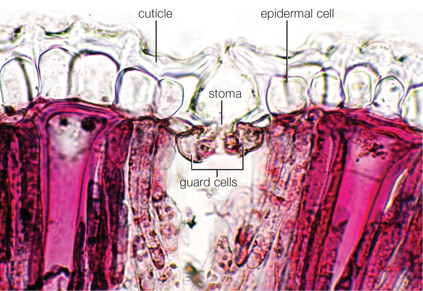 Water-conserving structures in a transverse section of pincushion leaf (Hakea laurina)