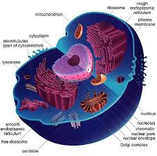 Parts of the Cell