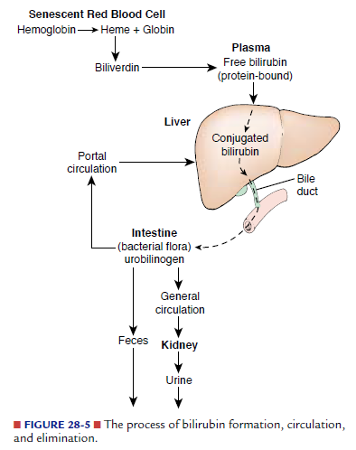 Formation of bilirubin, circulation and elimination