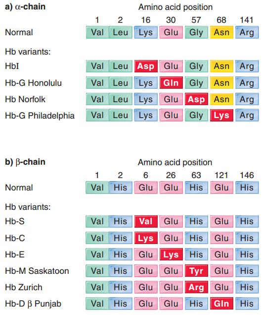 Human hemoglobin variants