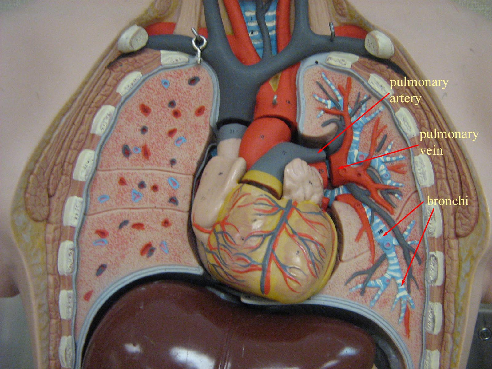 Thoracic Cavity