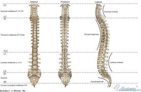 Verterbral Column Anatomy