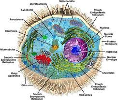 Structure of a Cell