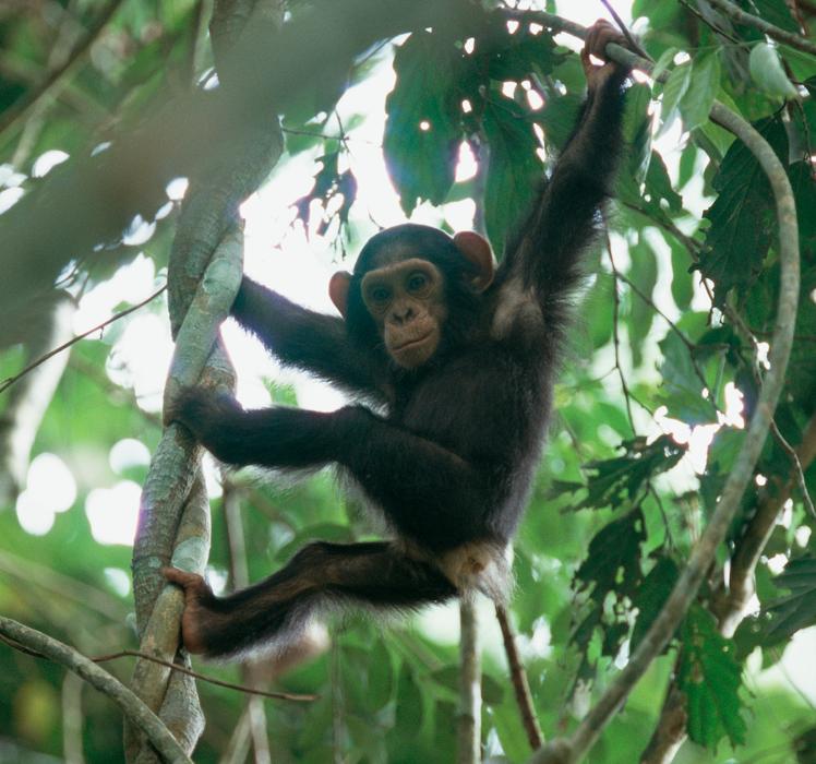 Goualougo Triangle Chimpanzees