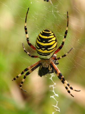 Nephila Clavipes