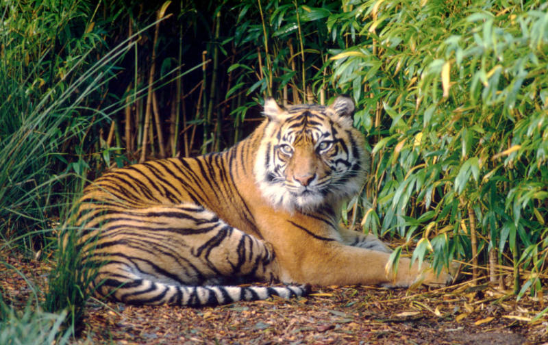 Sumatran Tiger