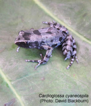 Bururi long-fingered frog (Cardioglossa cyaneospila)