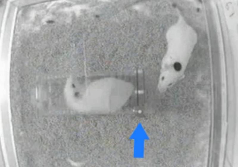 Rodents Show Empathy-Driven Behavior