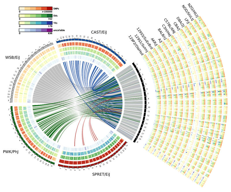 mouse genomes