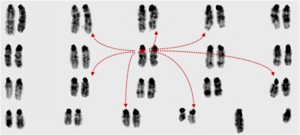 mouse genomes