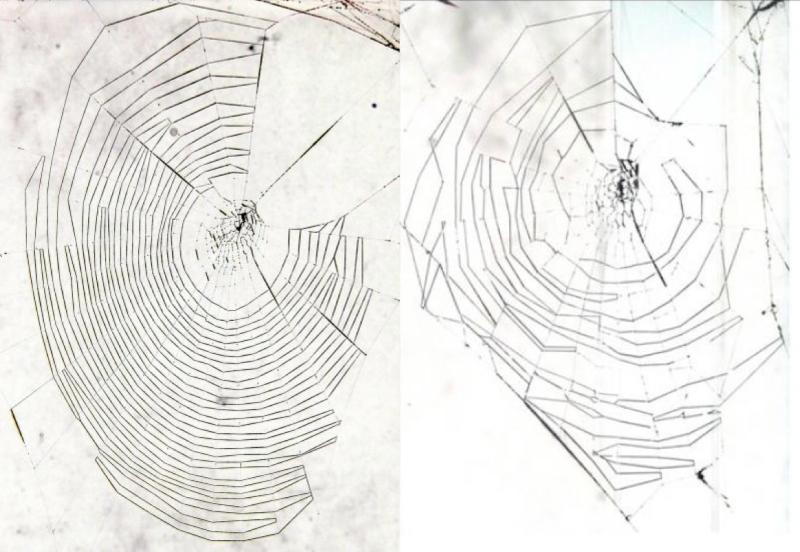 Left: This web was woven by a 17-day-old spider, showing regular patterns. Right: This web was woven