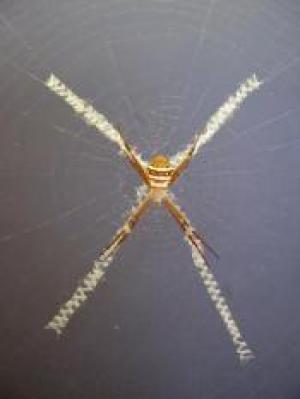 Decorative white silk crosses are an ingenious tactic used by orb-weaving spiders to protect their w