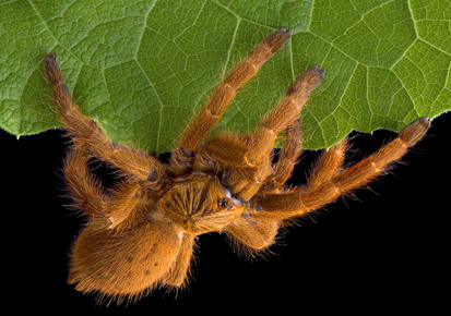 tarantula (Lycosa tarantula)