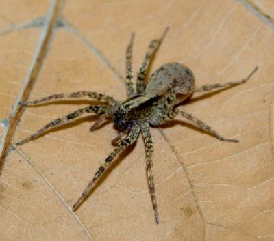 Female wolf spider (Schizocosa ocreata)