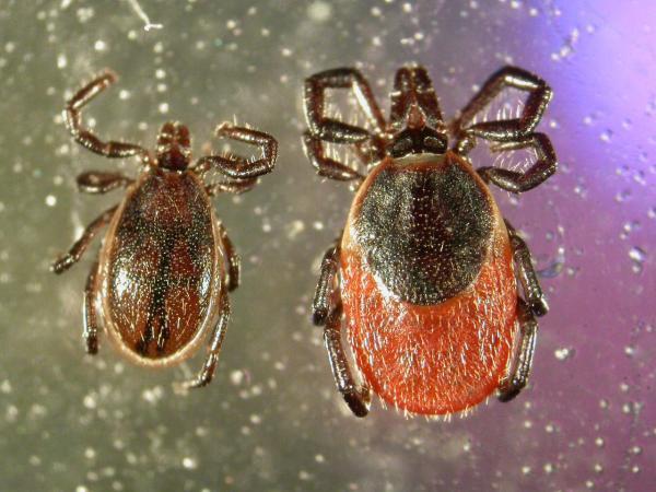 Male and female I. ricinus