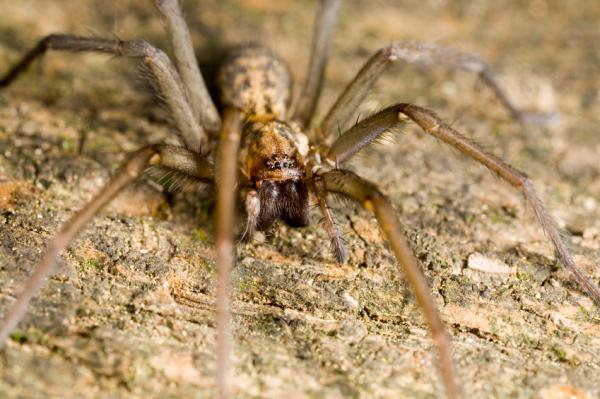 Wolf spider perched and ready to attack