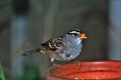 White crowned sparrow