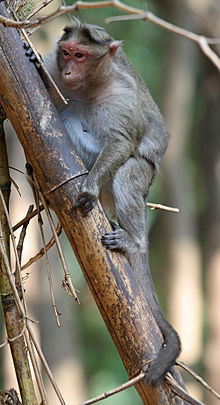 A Crab-eating Macaque, an old world species of monkey native to Southeast Asia