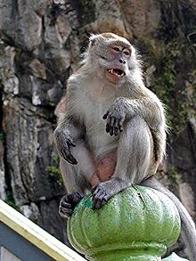 Batu Caves, Malaysia- crab-eating macaque